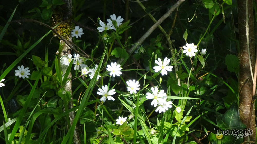 Thomsons Travels Photograph - Wednesday 27th April 2016